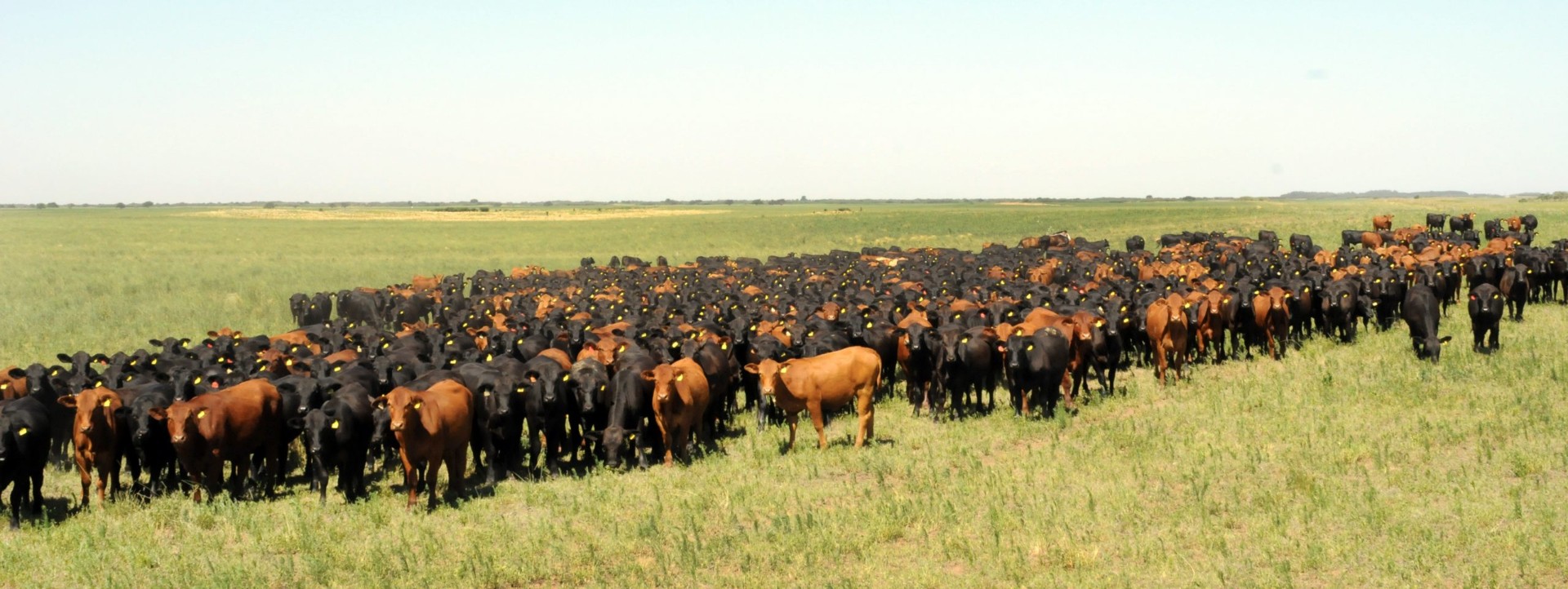 Asesoramiento Inmobiliario Rural